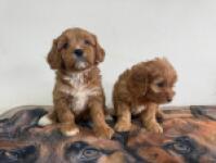 Cavapoo pups nestje 