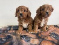 Cavapoo pups nestje 