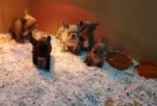 Franse bulldog nestje 