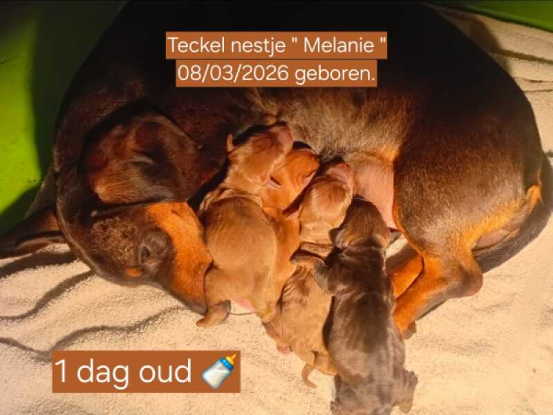 Teckel nestje 