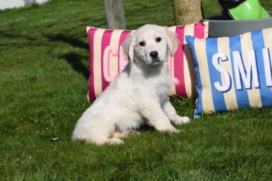 Retriever Golden (teef) 47470