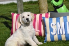 Retriever Golden (teef) 47470