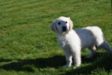 Retriever Golden (teef) 47470