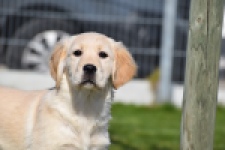 Retriever Golden (teef) 67222