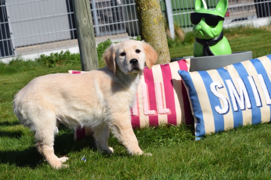 Retriever Golden (teef) 67222