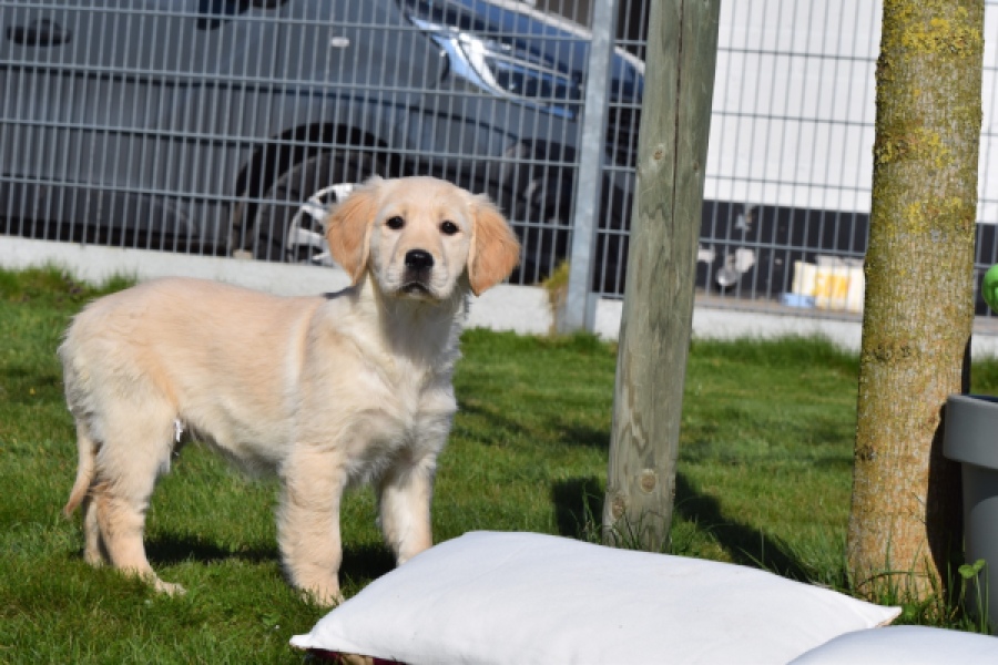 Retriever Golden (teef) 67222