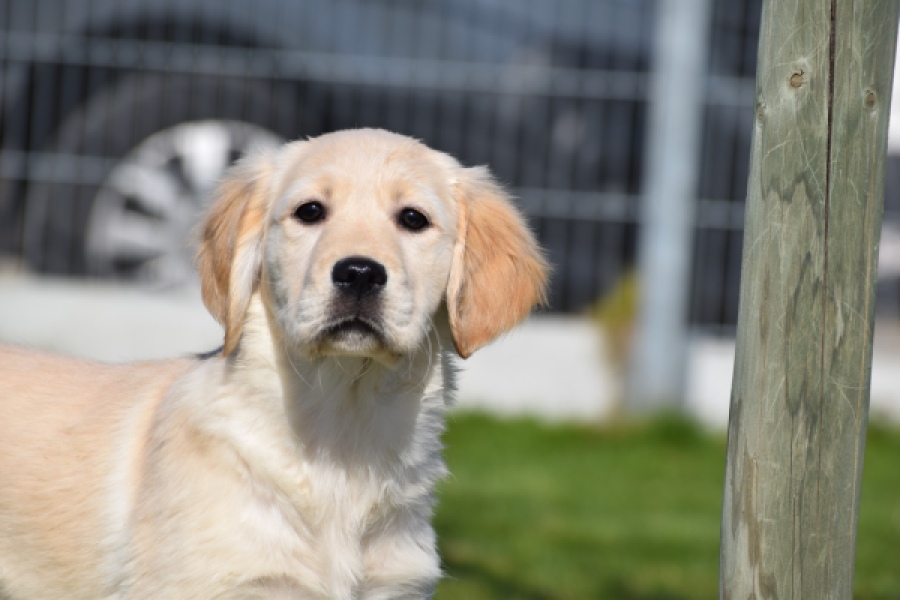 Retriever Golden (teef) 67222
