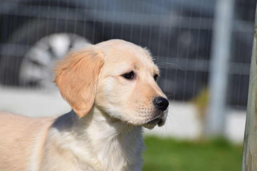 Retriever Golden (teef) 67222