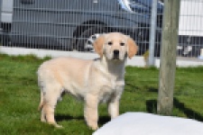 Retriever Golden (teef) 67222