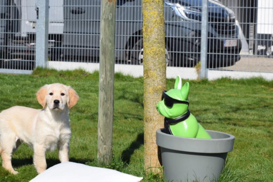 Retriever Golden (teef) 67222