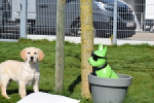 Retriever Golden (teef) 67222