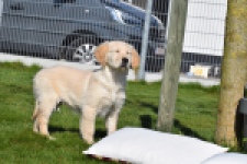 Retriever Golden (teef) 67222