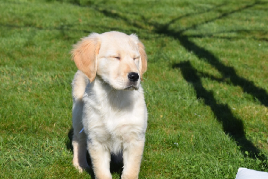 Retriever Golden (teef) 67222