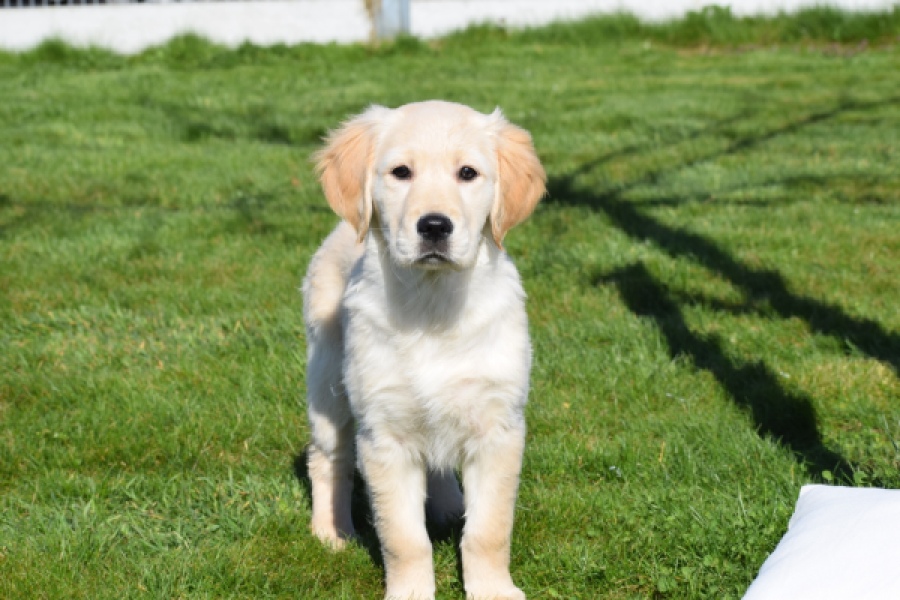Retriever Golden (teef) 67222