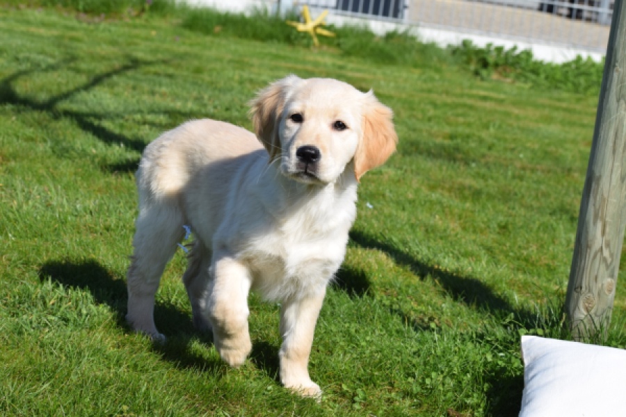 Retriever Golden (teef) 67222