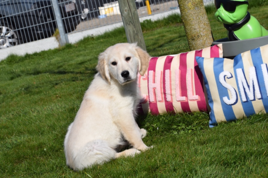 Retriever Golden (reu) 67197