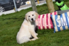 Retriever Golden (reu) 67197