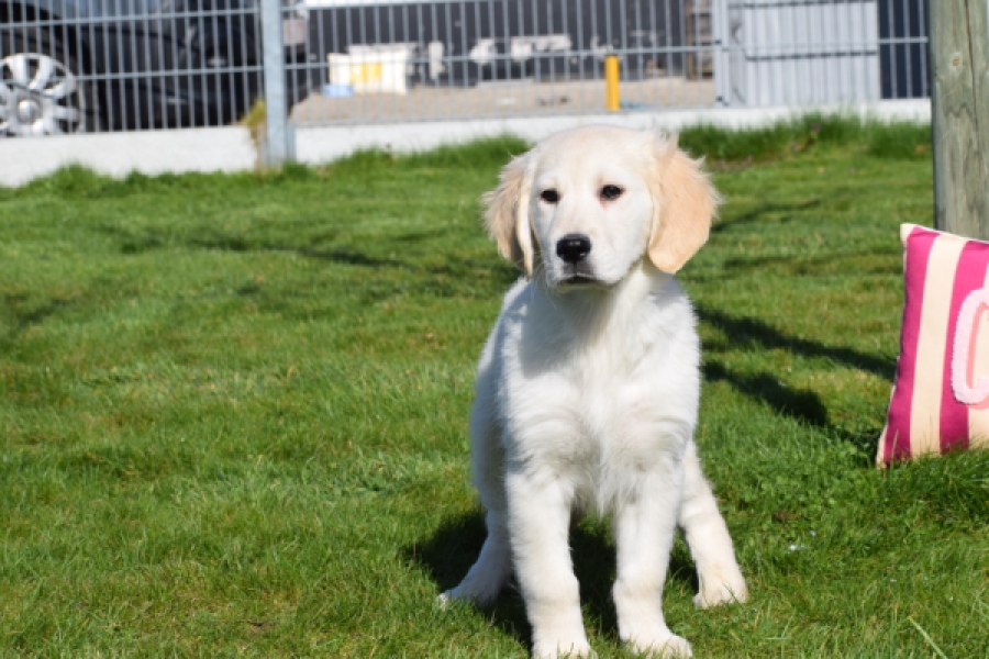 Retriever Golden (reu) 67197