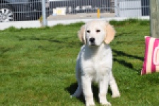 Retriever Golden (reu) 67197