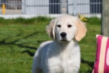 Retriever Golden (reu) 67197