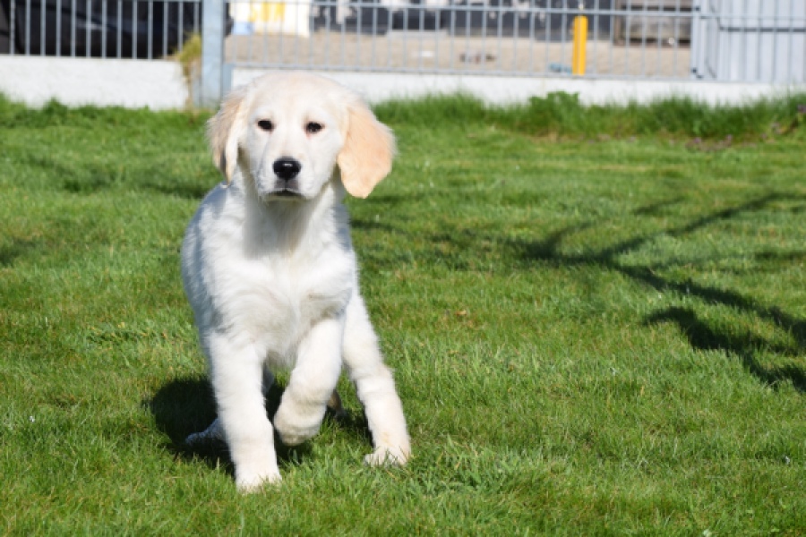 Retriever Golden (reu) 67197