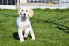 Retriever Golden (reu) 67197