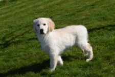 Retriever Golden (reu) 67197