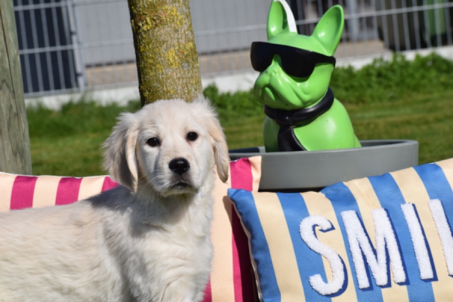 Retriever Golden (teef) 67149