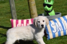 Retriever Golden (teef) 67149