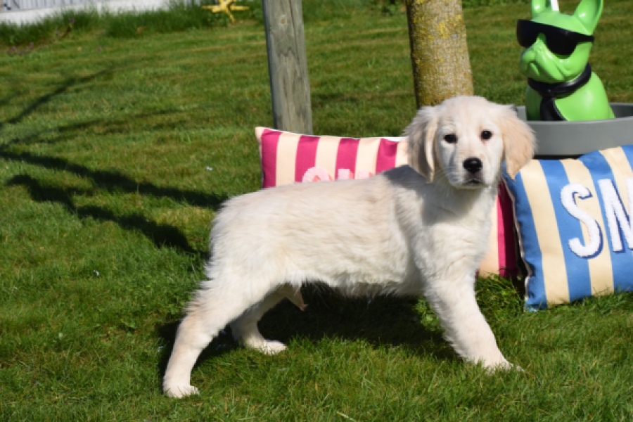 Retriever Golden (teef) 67149