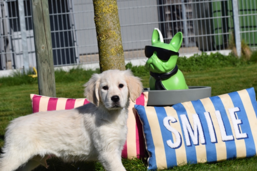 Retriever Golden (teef) 67149