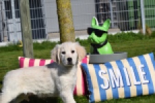 Retriever Golden (teef) 67149