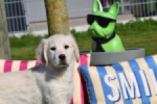 Retriever Golden (teef) 67149