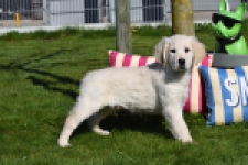 Retriever Golden (teef) 67149