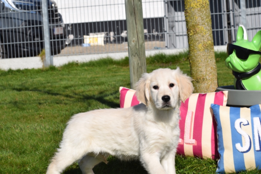 Retriever Golden (teef) 67149