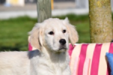 Retriever Golden (teef) 67149