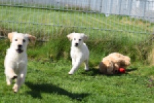 Retriever Golden (teef) 67149