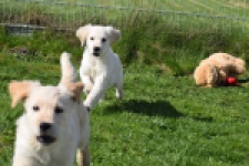 Retriever Golden (teef) 67149