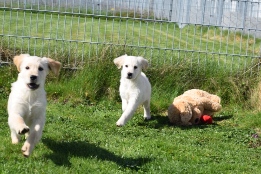 Retriever Golden (teef) 47470