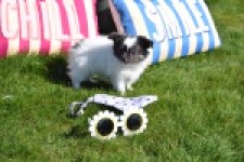 Chihuahua (reu) 00905