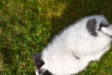 Chihuahua (reu) 00905