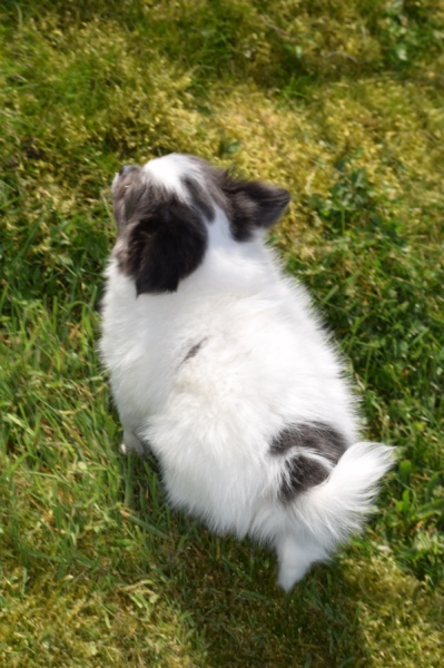 Chihuahua (reu) 00905