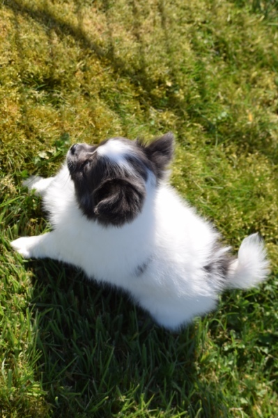 Chihuahua (reu) 00905