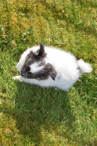 Chihuahua (reu) 00905