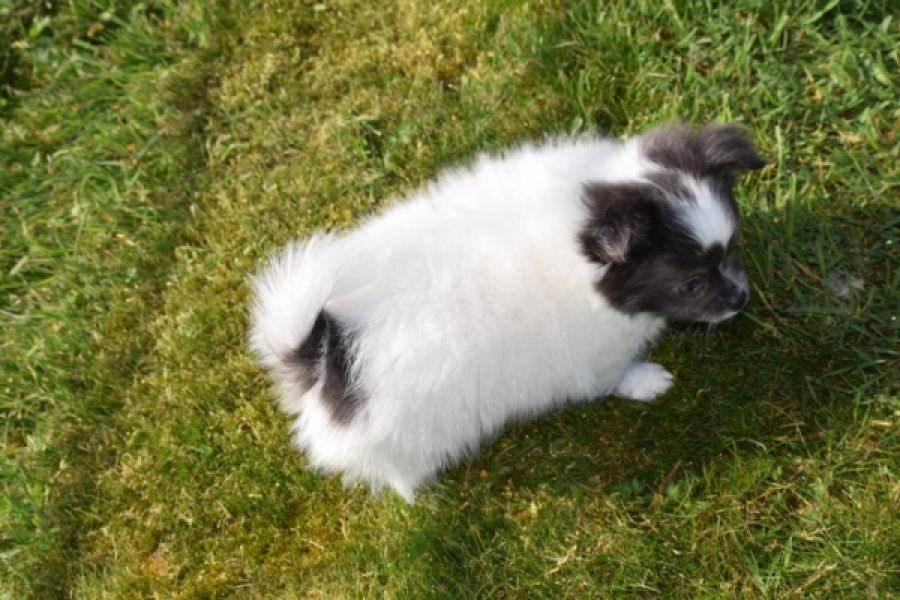 Chihuahua (reu) 00905