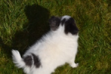 Chihuahua (reu) 00905