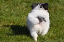 Chihuahua (reu) 00905