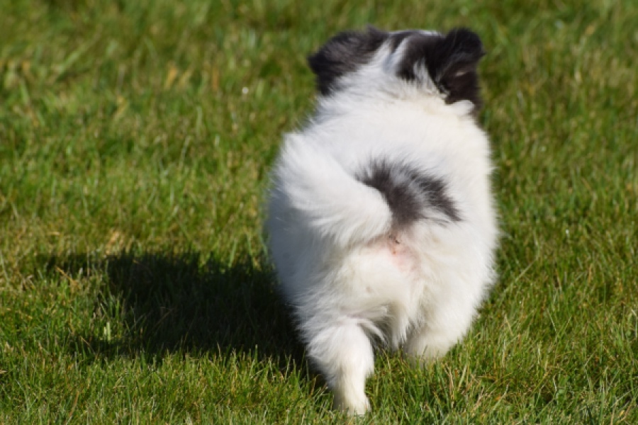 Chihuahua (reu) 00905