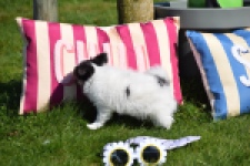 Chihuahua (reu) 00905