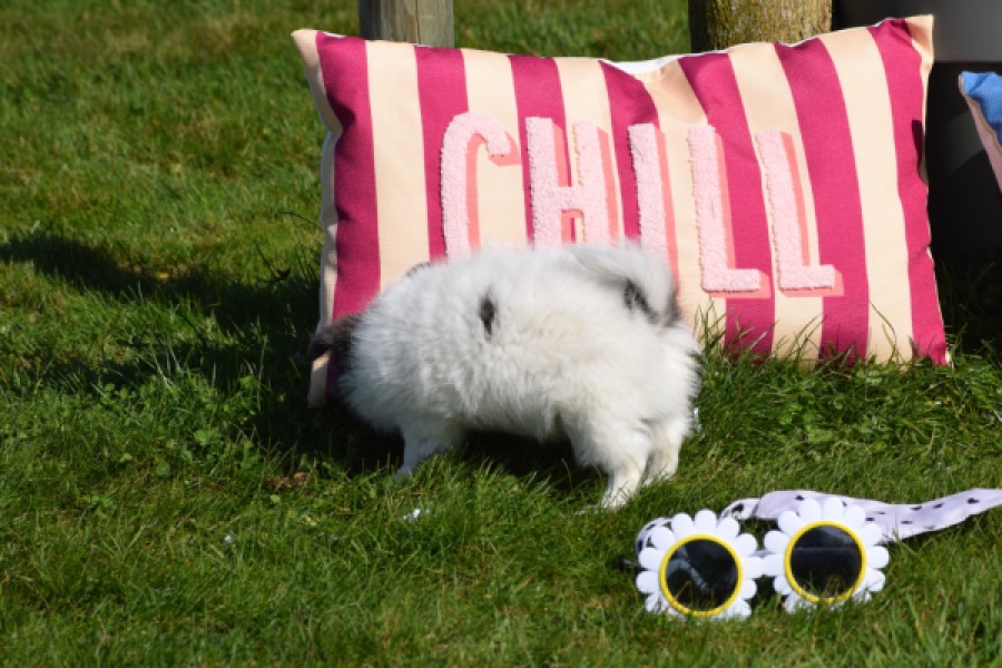 Chihuahua (reu) 00905